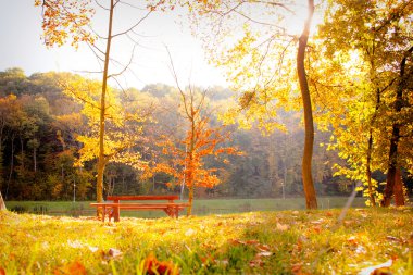 güzel renkli sonbahar Park