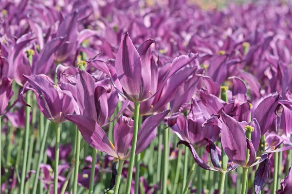 Záhonu s tulipány fialové jaro — Stock fotografie