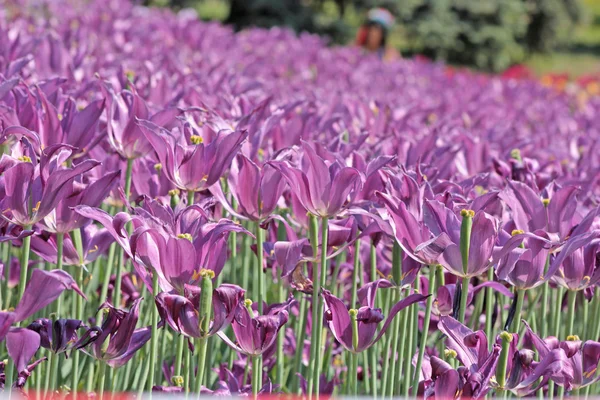 Záhonu s tulipány fialové jaro — Stock fotografie