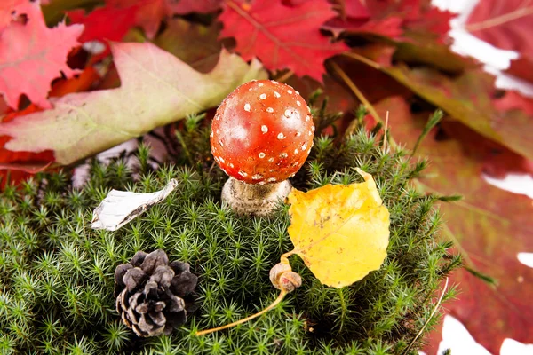 Toadstool na floresta — Fotografia de Stock