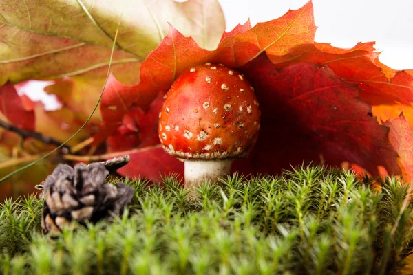 Toadstool in forest — Stock Photo, Image