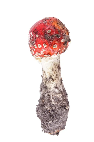 Amanita mushroom — Stock Photo, Image