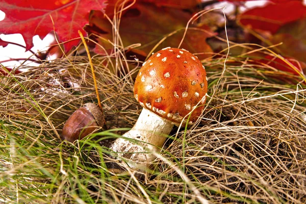 Toadstool i skov - Stock-foto