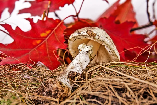 Autumn leaves and mushroom — Stock Photo, Image