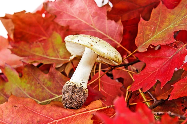 Autumn leaves and mushroom — Stock Photo, Image