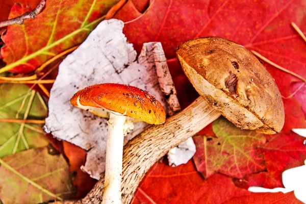 Autumn leaves and mushrooms — Stock Photo, Image