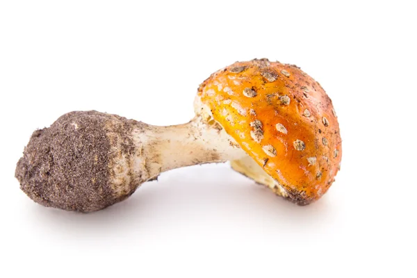 Amanita mushroom — Stock Photo, Image