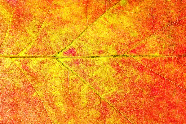 Rotes Eichenblatt im Herbst — Stockfoto