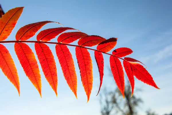 Belas folhas vermelhas de outono — Fotografia de Stock