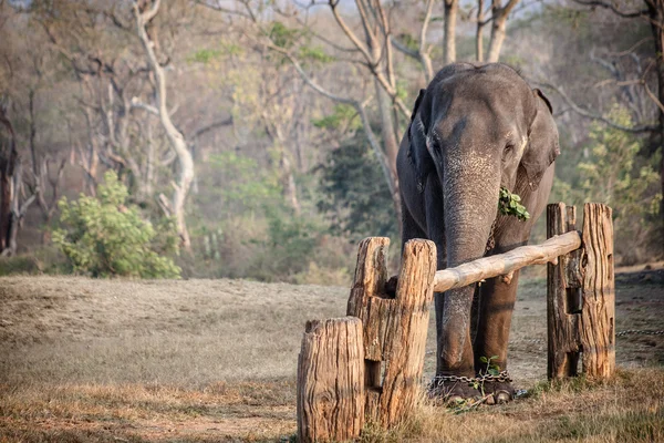 Слон в Индии — стоковое фото
