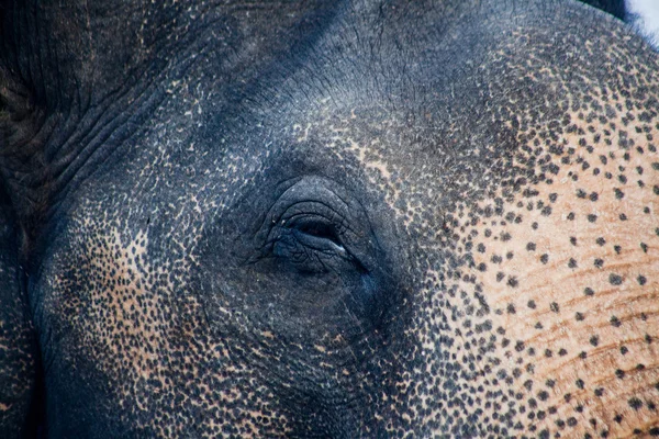 Elephant in India — Stock Photo, Image