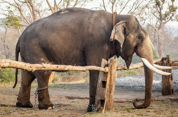 Elephant in India — Stock Photo, Image