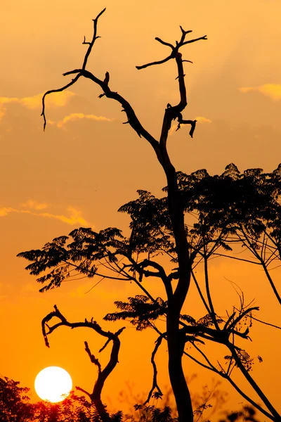 Bella silhouette di albero al tramonto — Foto Stock