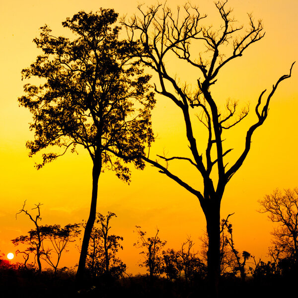 Beautiful tree silhouette and sun at the sunset time
