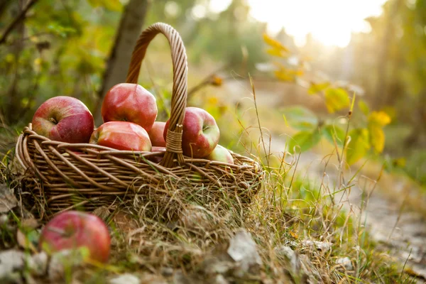 Vörös alma kosárban — Stock Fotó