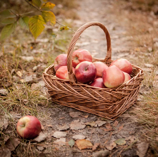 Röda äpplen i korg — Stockfoto