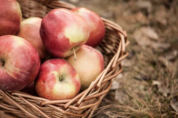 Red apples in basket — Stock Photo, Image