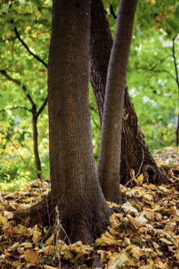 Güzel ağaç yakınlarında düşen yapraklar