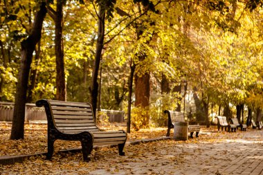 Sonbahar Park banklar satırı