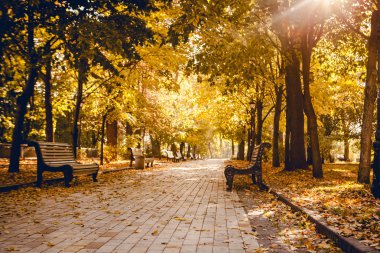 Sonbahar Park banklar satırı