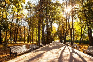 Sonbahar Park banklar satırı