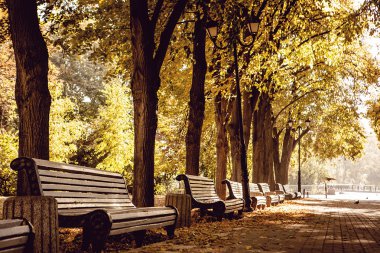 Sonbahar Park banklar satırı