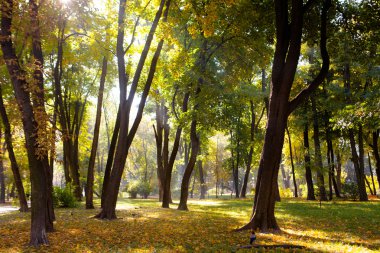 Güzel sonbahar Park sonbahar yaprakları