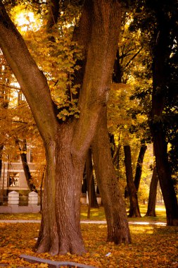 Güzel sonbahar Park sonbahar yaprakları