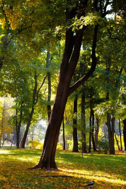 Güzel sonbahar Park sonbahar yaprakları