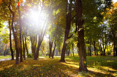 Güzel sonbahar Park sonbahar yaprakları