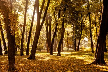 Güzel sonbahar Park sonbahar yaprakları
