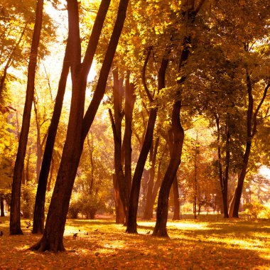 Güzel sonbahar Park sonbahar yaprakları
