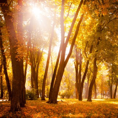 Sonbahar ormanında gün doğumu