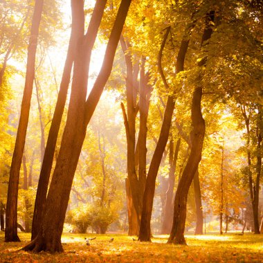 Güzel sonbahar Park sonbahar yaprakları
