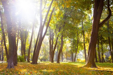 Güzel sonbahar Park sonbahar yaprakları