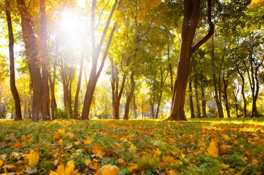 Güzel sonbahar Park sonbahar yaprakları