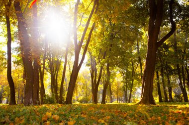 Güzel sonbahar Park sonbahar yaprakları