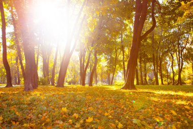 Güzel sonbahar Park sonbahar yaprakları