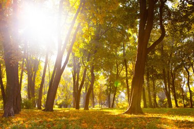 Güzel sonbahar Park sonbahar yaprakları