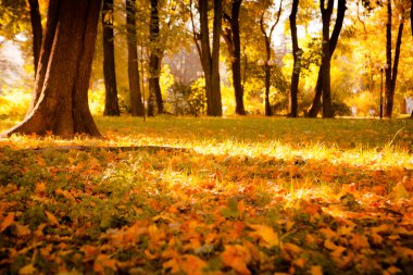 Güzel sonbahar Park sonbahar yaprakları