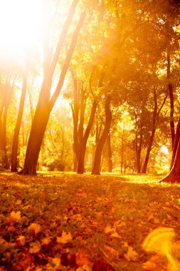 Güzel sonbahar Park sonbahar yaprakları