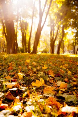 Güzel sonbahar Park sonbahar yaprakları