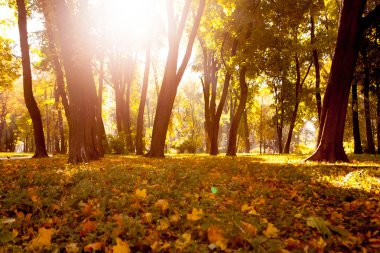 Güzel sonbahar Park sonbahar yaprakları
