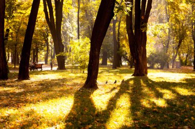 Güneş ışınları ile sonbahar ahşap