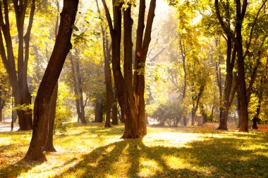 Güneş ışınları ile sonbahar ahşap