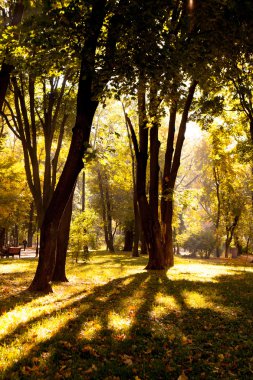 Güneş ışınları ile sonbahar ahşap