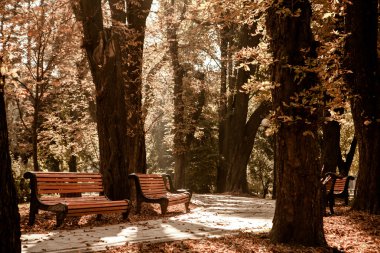 sonbahar Park banklar