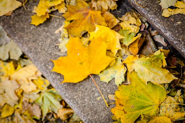 秋の紅葉と石階段のパス — ストック写真
