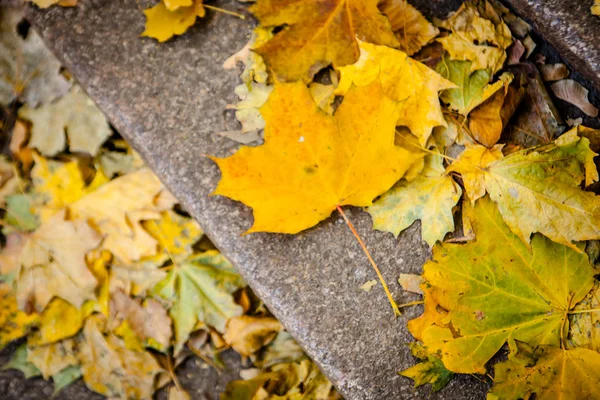 Stone stair path with fall leaves — Stock Photo, Image