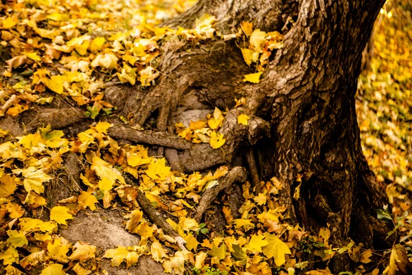 Opadłych liści w pobliżu piękne drzewo — Zdjęcie stockowe